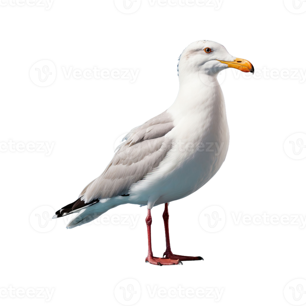 AI generated Seagull bird isolated on transparent background png