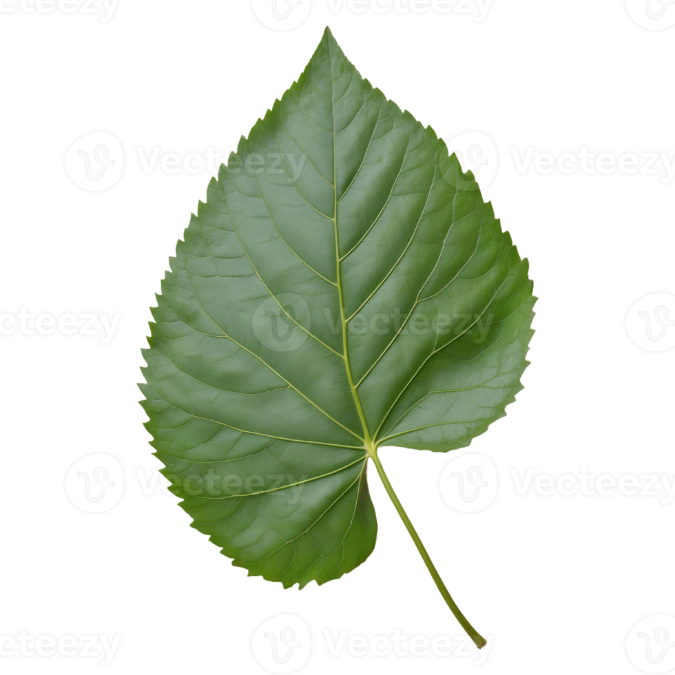 AI generated hackberry leaf isolated on transparent background png