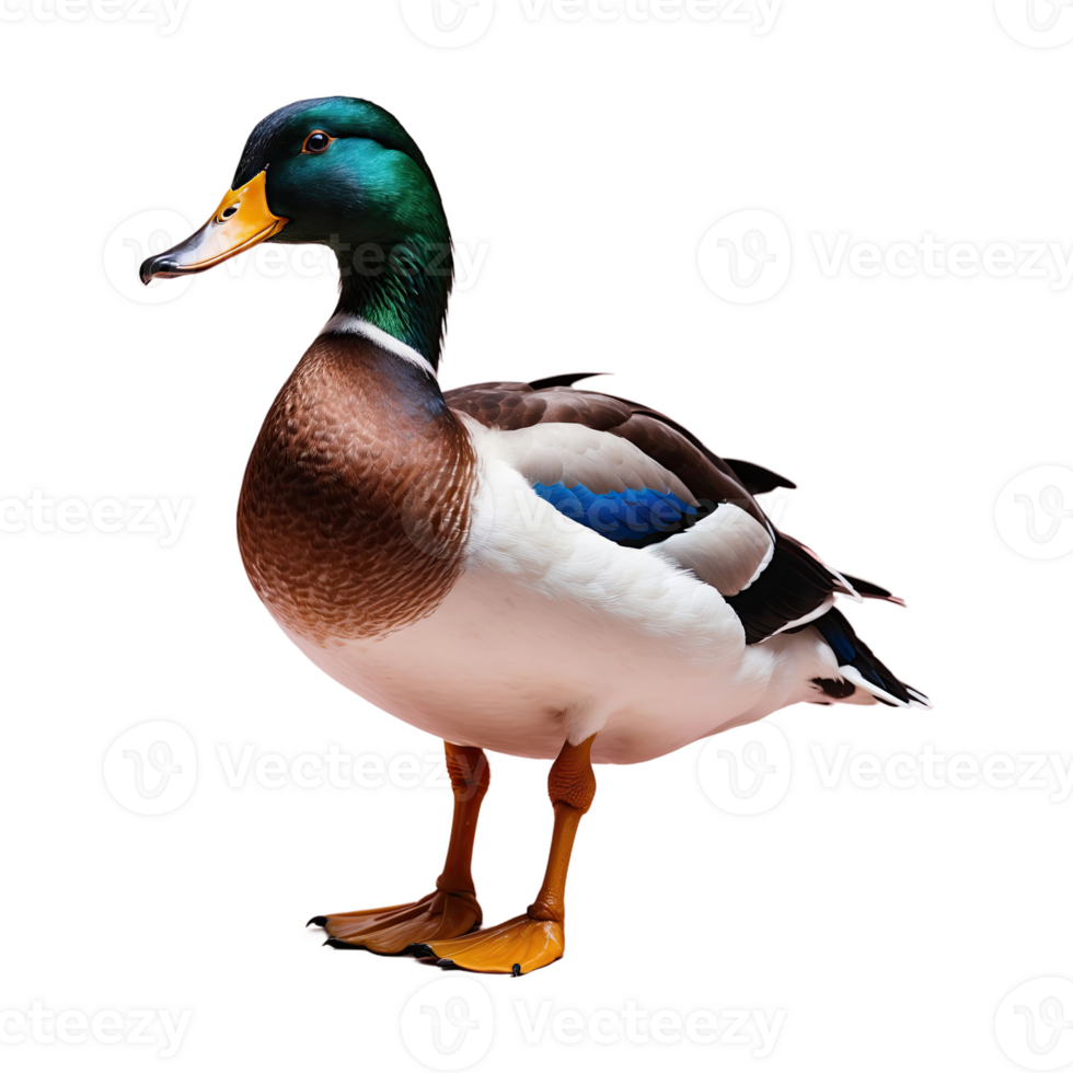 AI generated Duck isolated on transparent background png