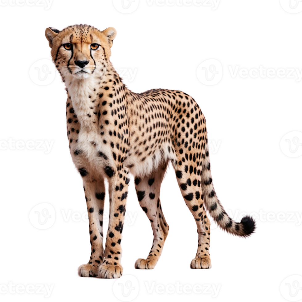 ai generado leopardo aislado en transparente antecedentes png