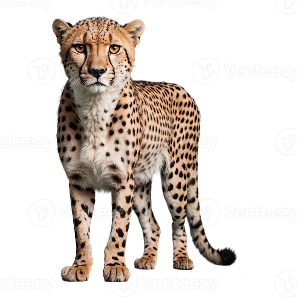 ai generado leopardo aislado en transparente antecedentes png