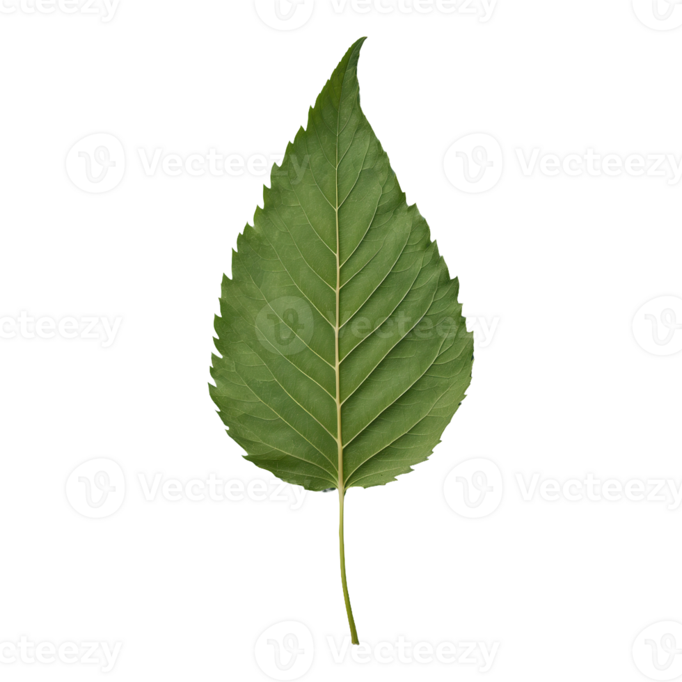 AI generated hackberry leaf isolated on transparent background png