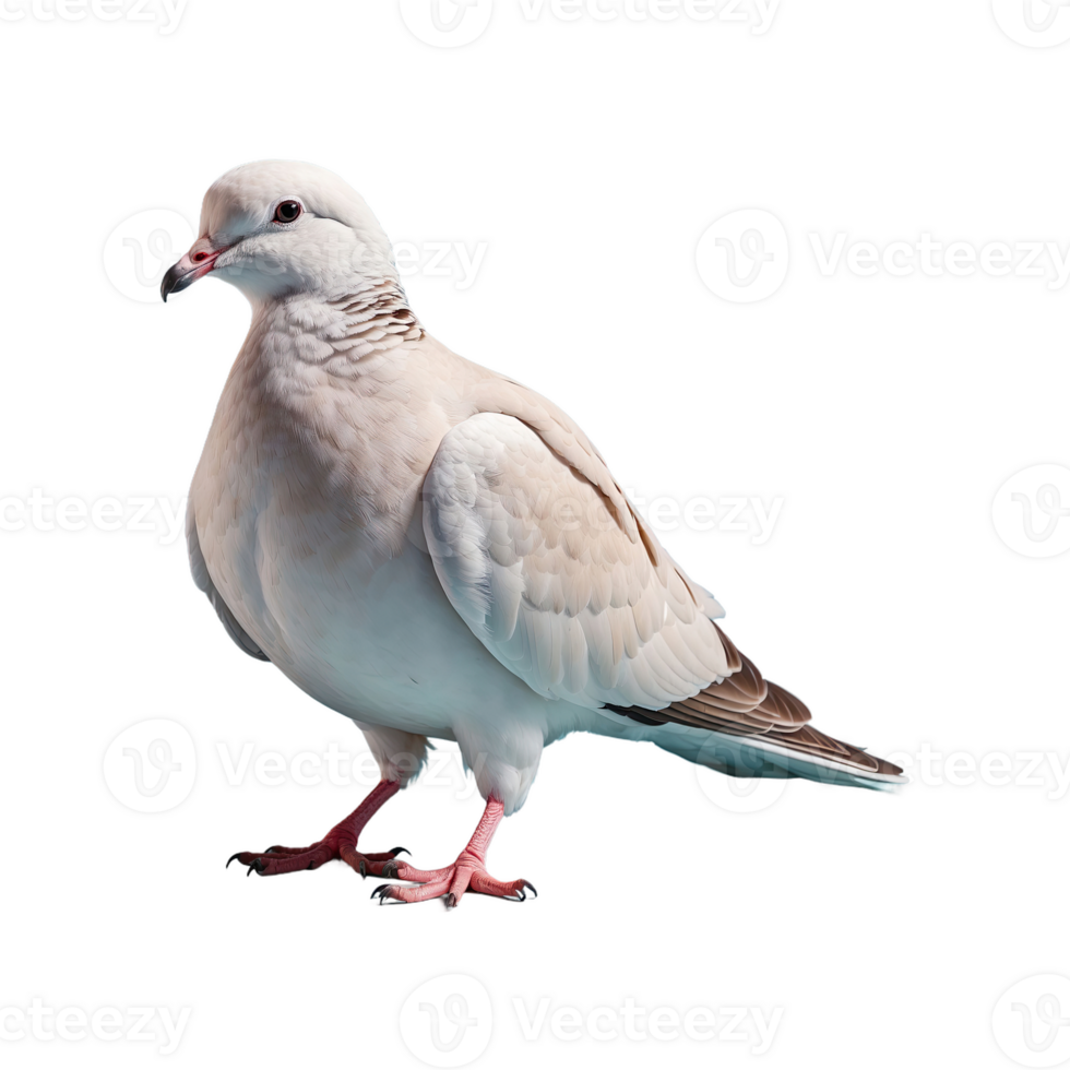 AI generated Doves bird isolated on transparent background png