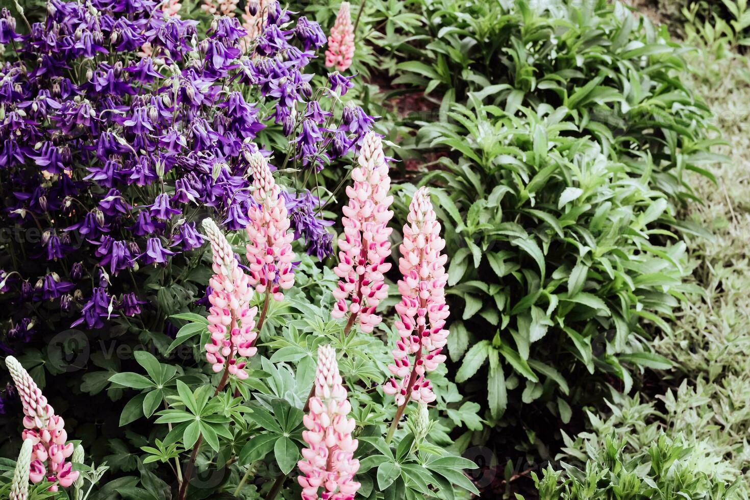Summer natural background. Blooming purple lupine flowers. Moody bold colors. Beautiful nature scene photo