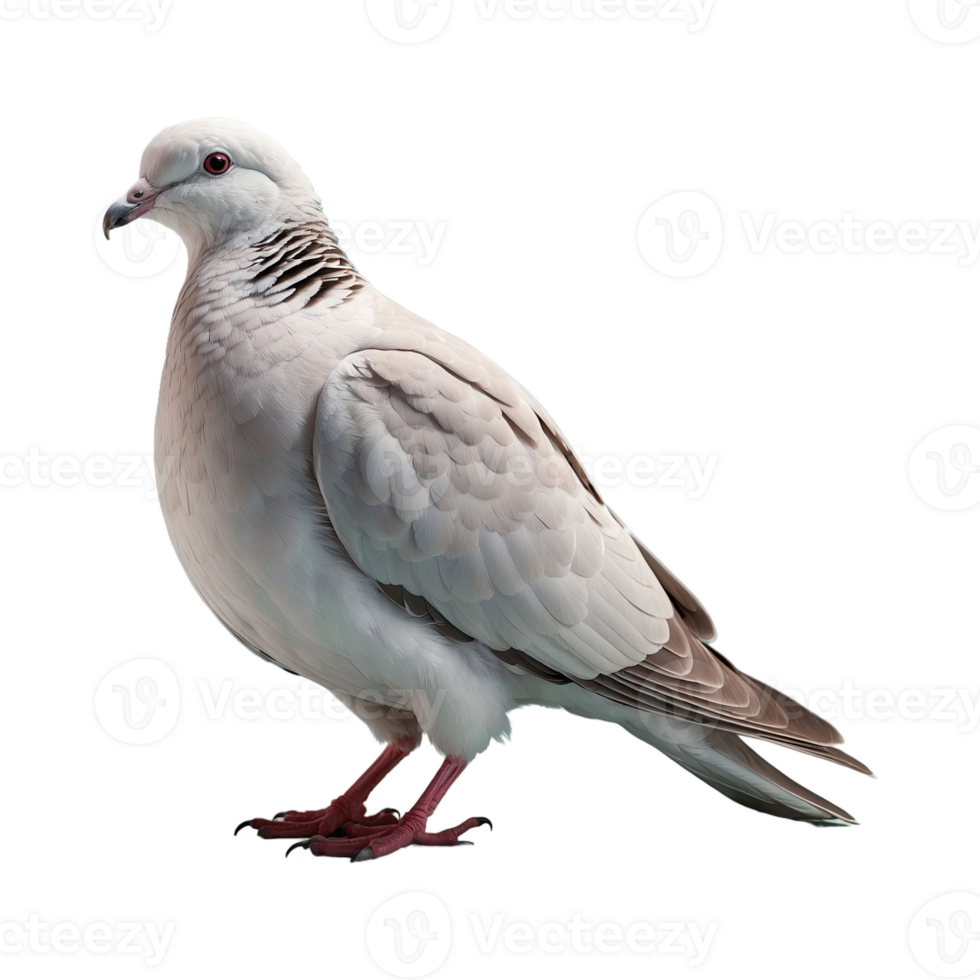 AI generated Doves bird isolated on transparent background png