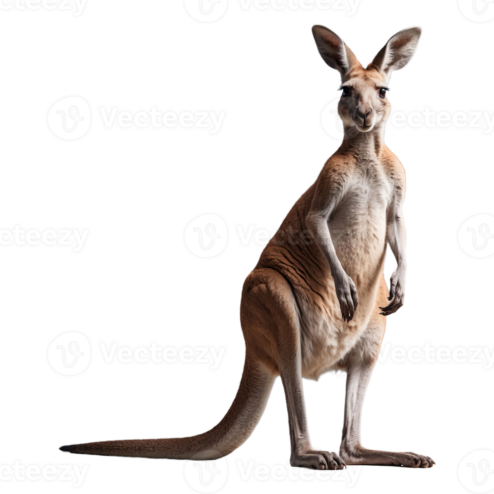 AI generated Kangaroo isolated on transparent background png