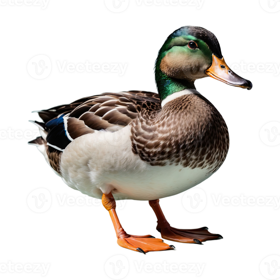 AI generated Duck isolated on transparent background png