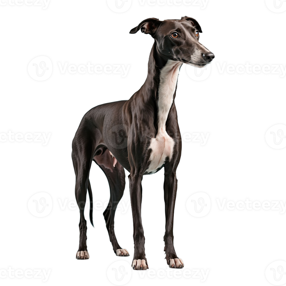AI generated Greyhound isolated on transparent background png