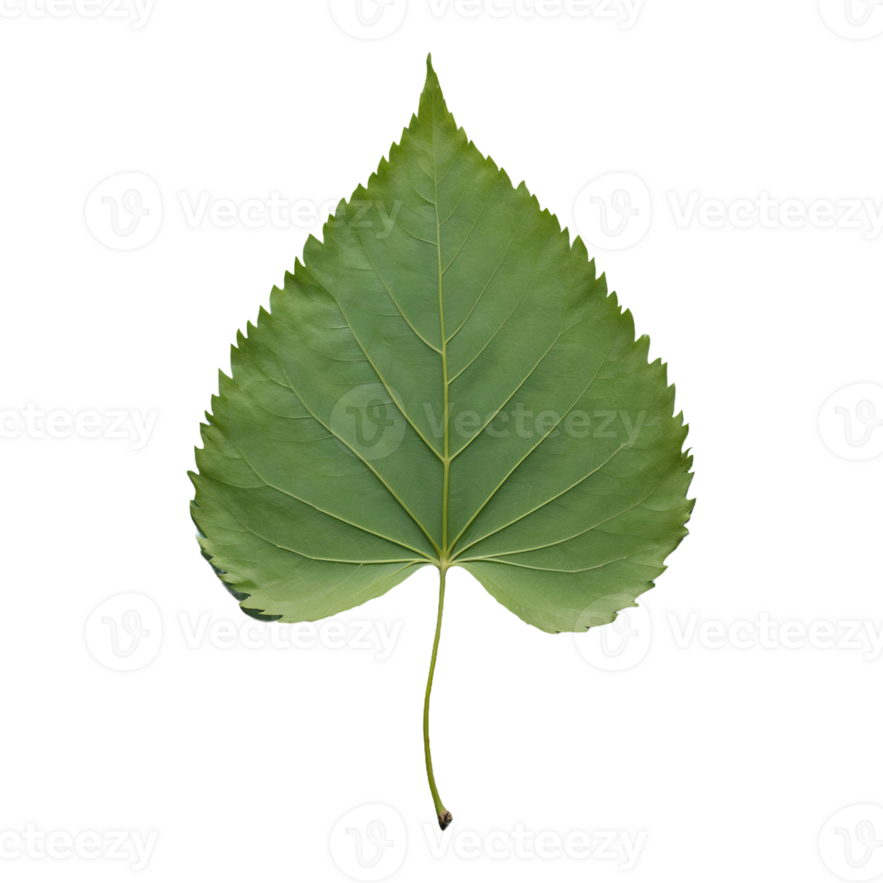 AI generated hackberry leaf isolated on transparent background png