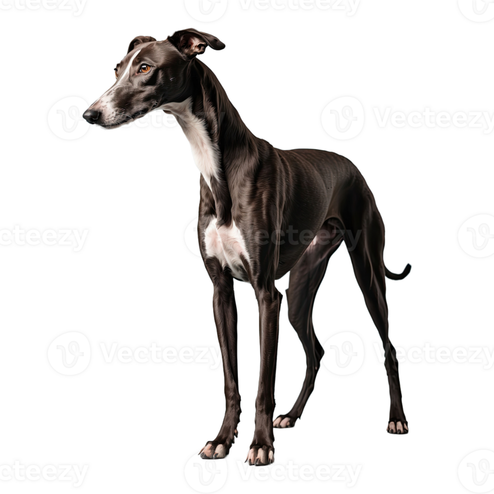 AI generated Greyhound isolated on transparent background png
