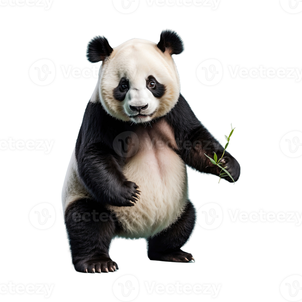 AI generated Panda isolated on transparent background png