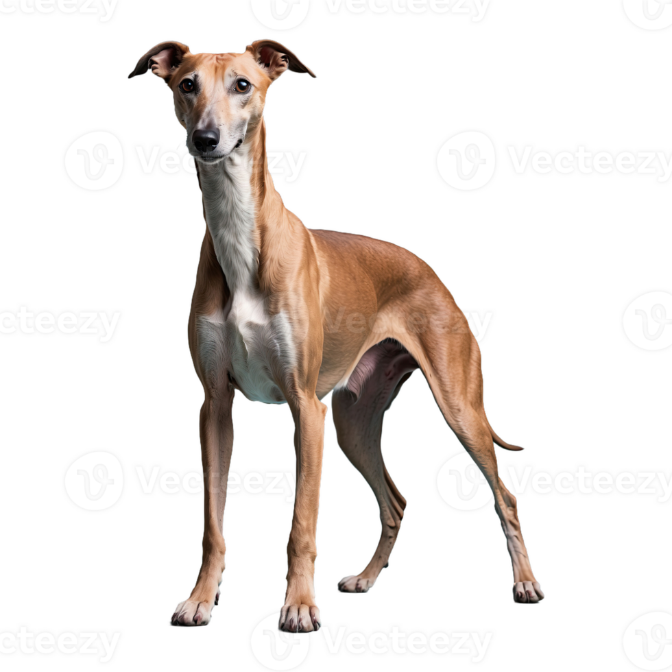 AI generated Greyhound isolated on transparent background png