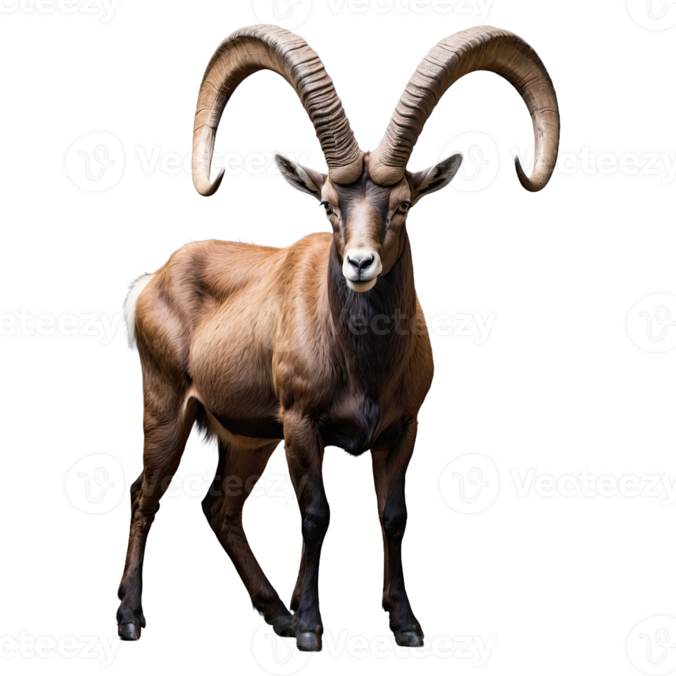 AI generated Ibex isolated on transparent background png