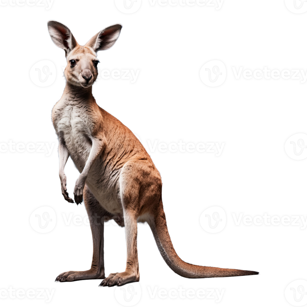 AI generated Kangaroo isolated on transparent background png