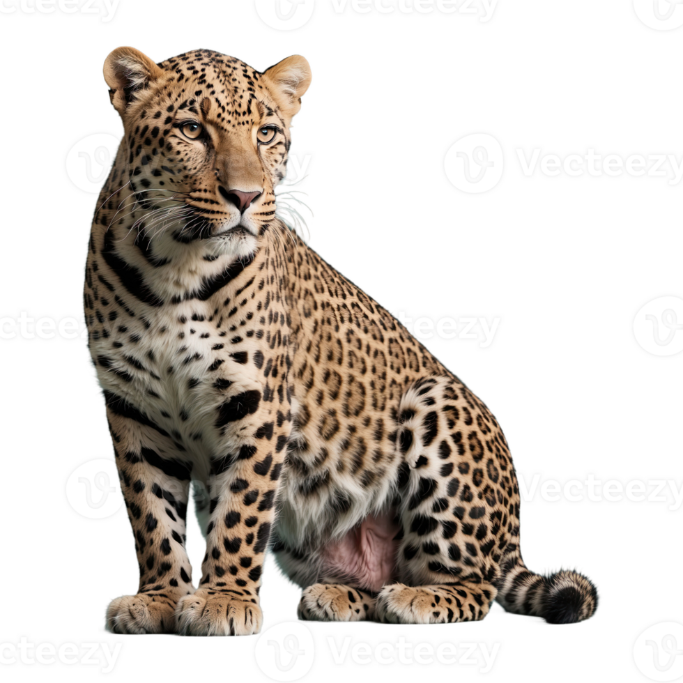 ai generiert Leopard isoliert auf transparent Hintergrund png