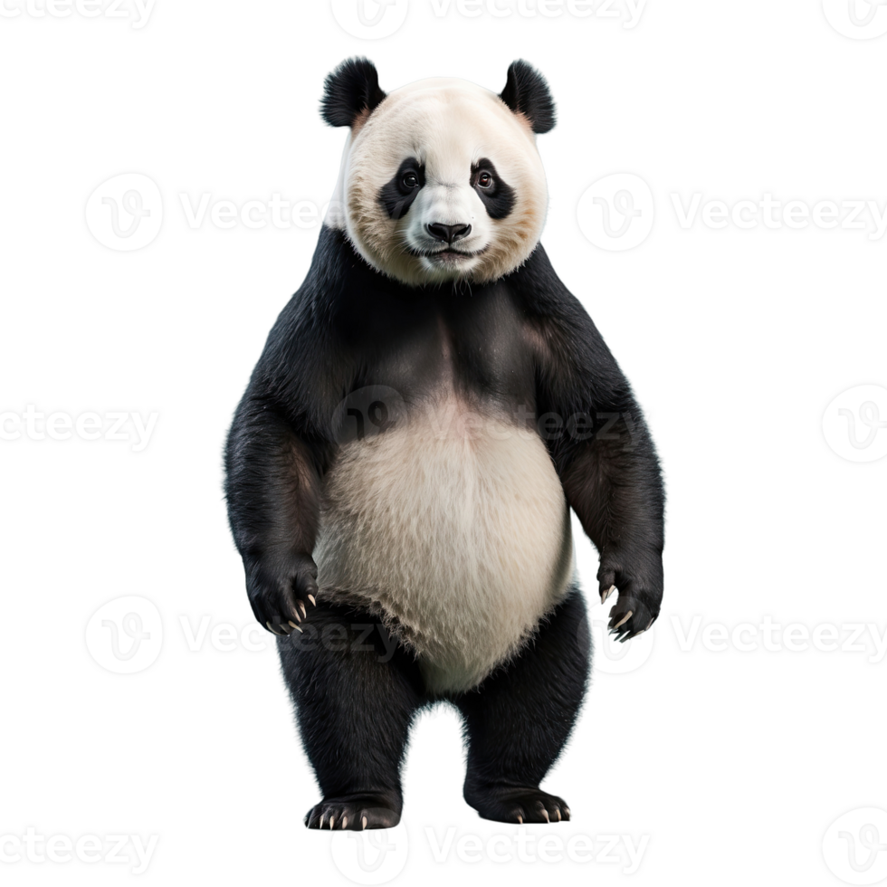 AI generated Panda isolated on transparent background png