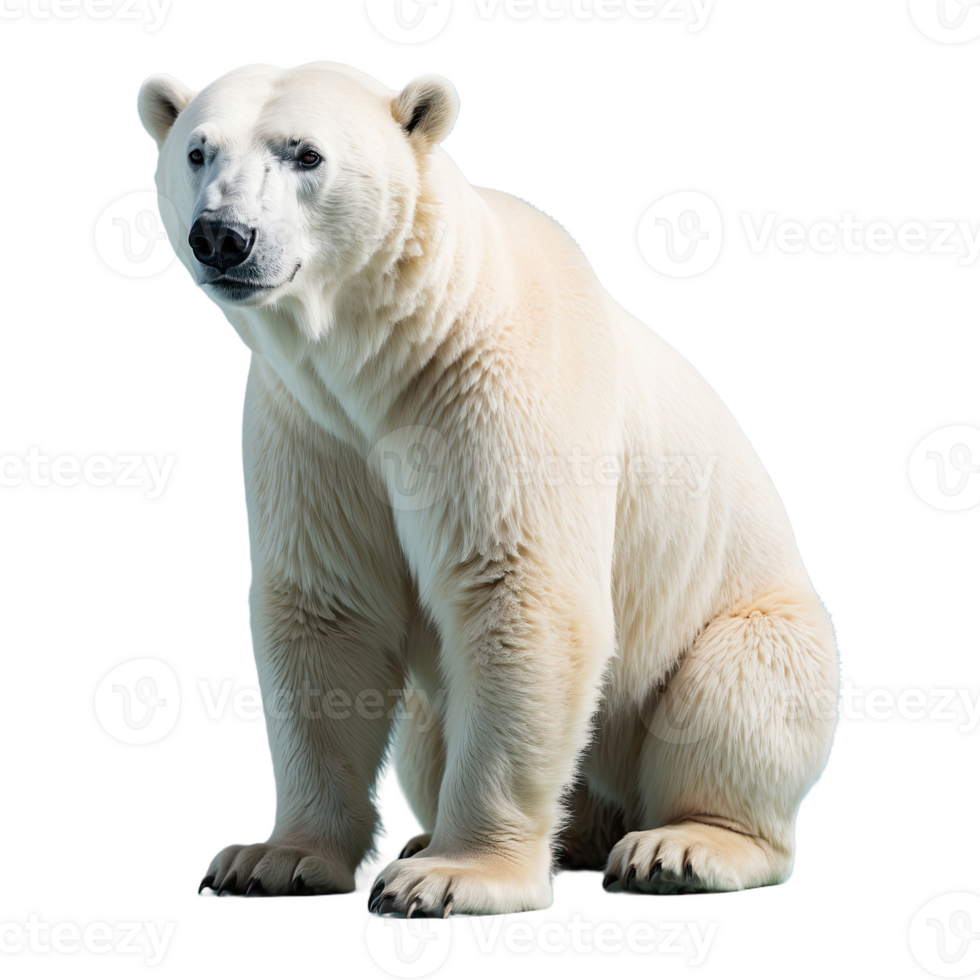 ai gerado polar Urso isolado em transparente fundo png