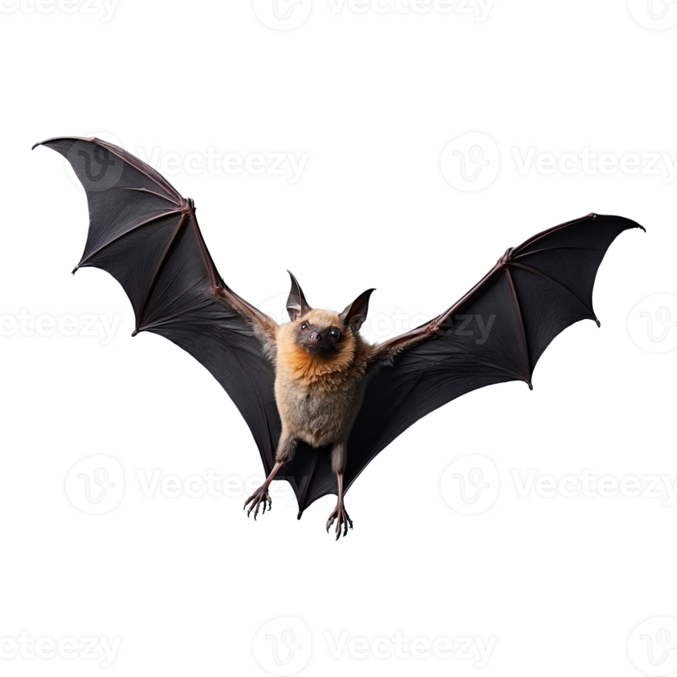 AI generated Bat Flying isolated on transparent background png