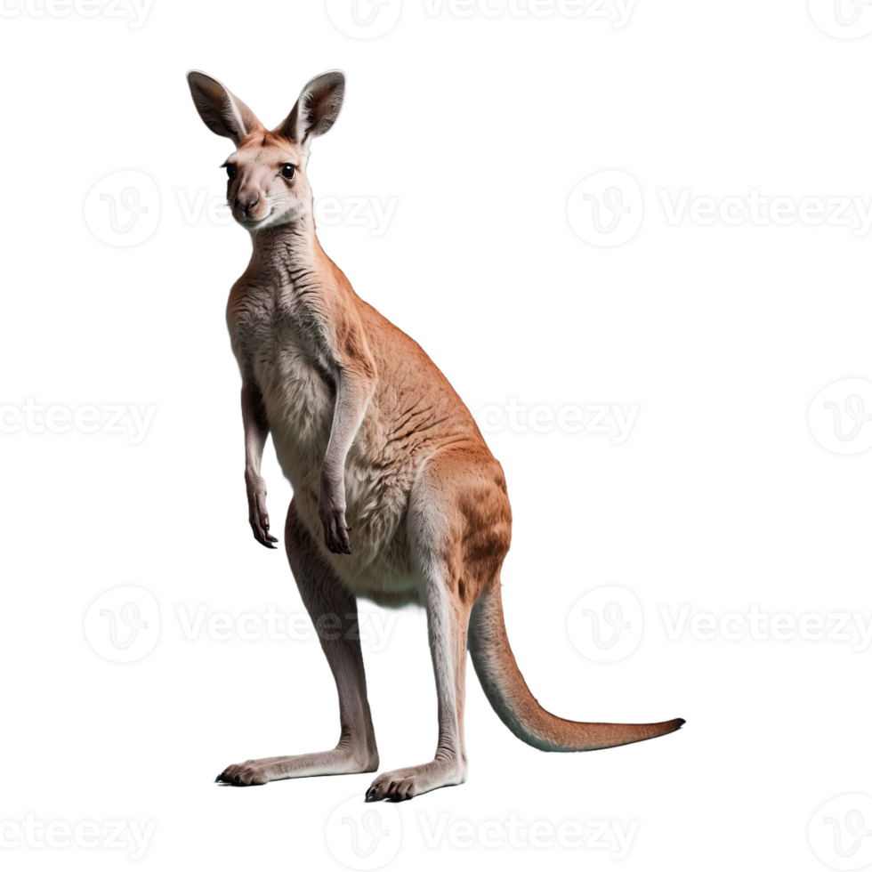 AI generated Kangaroo isolated on transparent background png