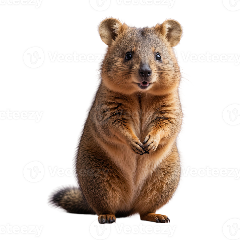 AI generated Quokka isolated on transparent background png