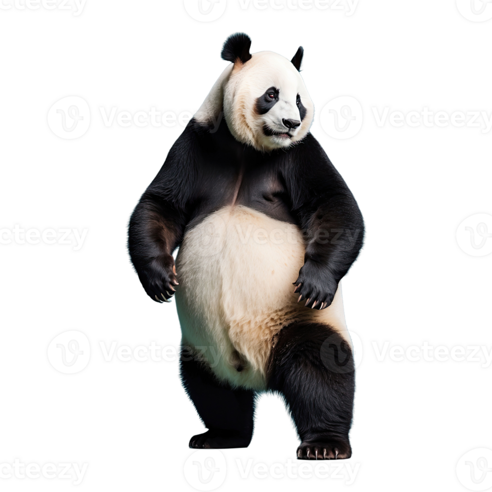 AI generated Panda isolated on transparent background png