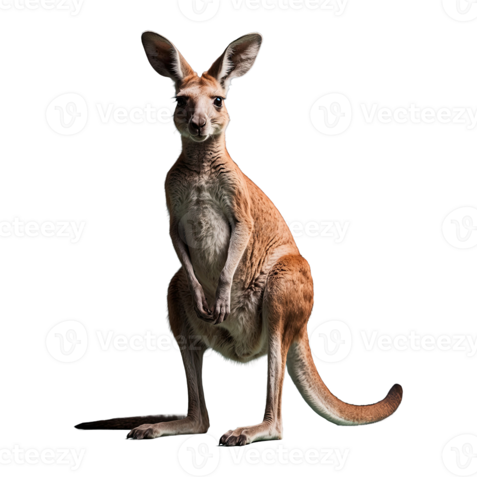 AI generated Kangaroo isolated on transparent background png