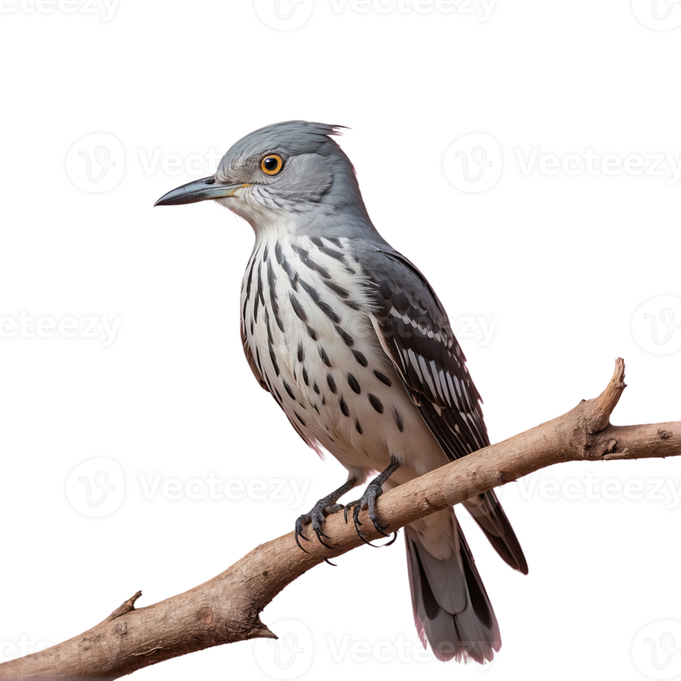 AI generated Cuckoos bird isolated on transparent background png