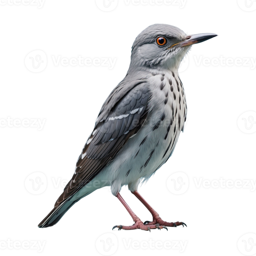 AI generated Cuckoos bird isolated on transparent background png