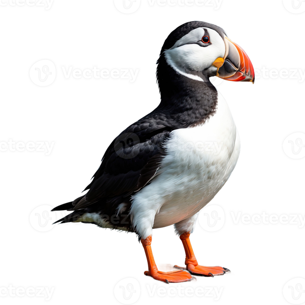 AI generated Puffin isolated on transparent background png