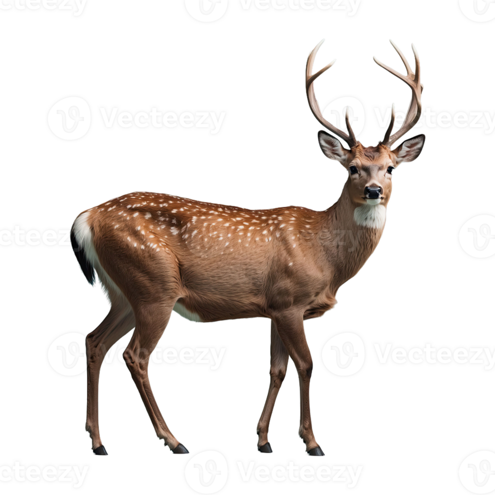 AI generated Deer isolated on transparent background png