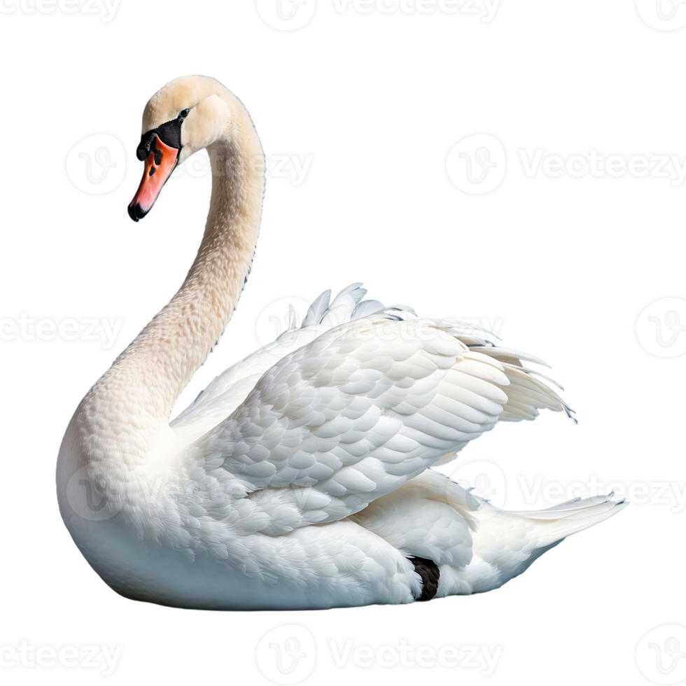 AI generated Swan isolated on transparent background png