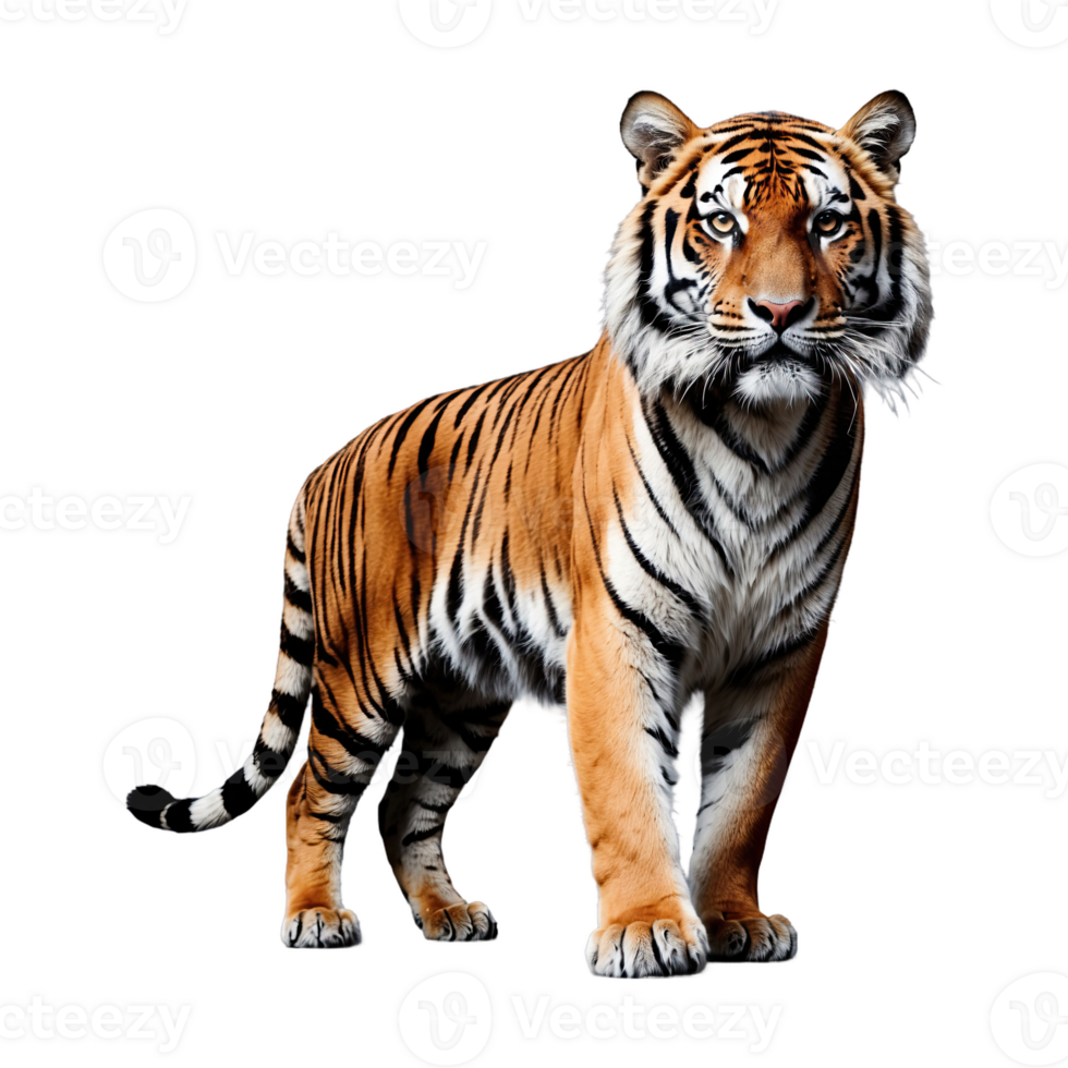 ai generiert Tiger isoliert auf transparent Hintergrund png