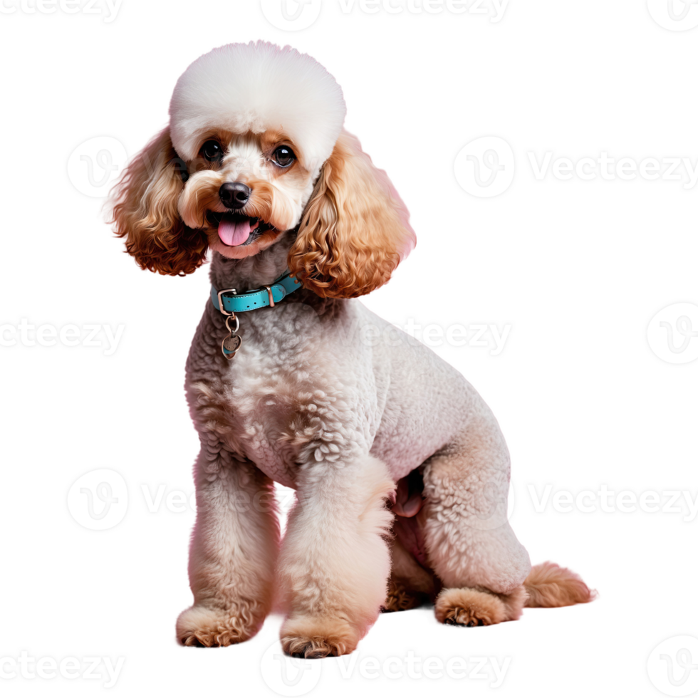 ai gerado poodle isolado em transparente fundo png