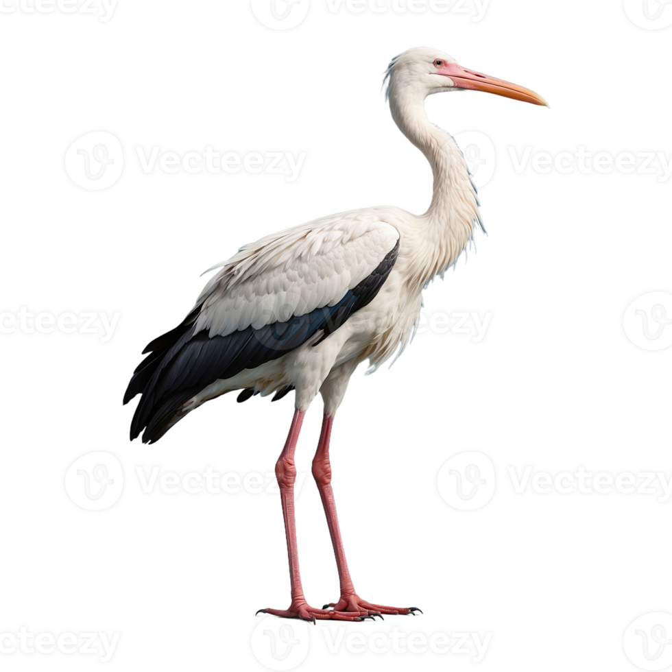 ai generiert Storch Vogel isoliert auf transparent Hintergrund png