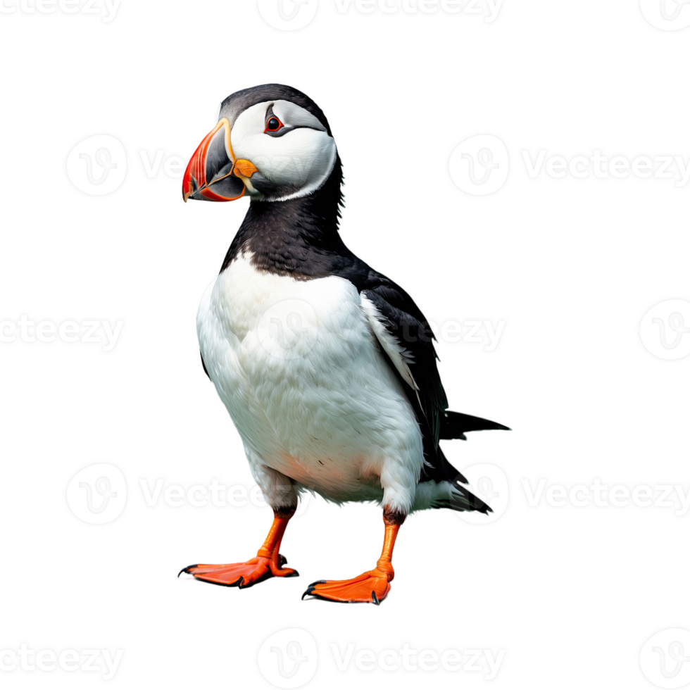AI generated Puffin isolated on transparent background png