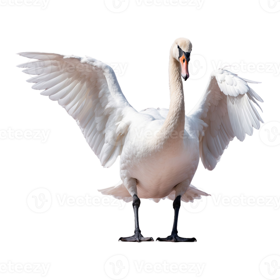 AI generated Swan isolated on transparent background png