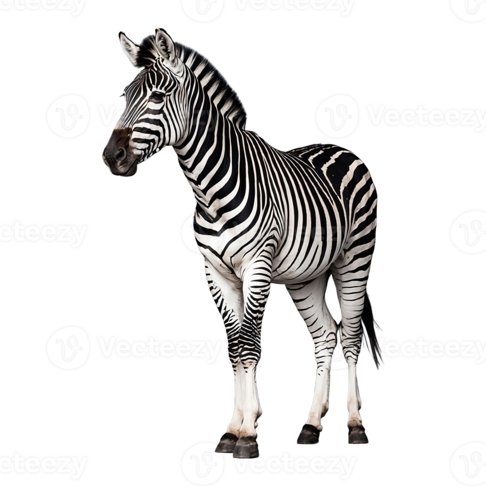 ai generiert Zebra isoliert auf transparent Hintergrund png