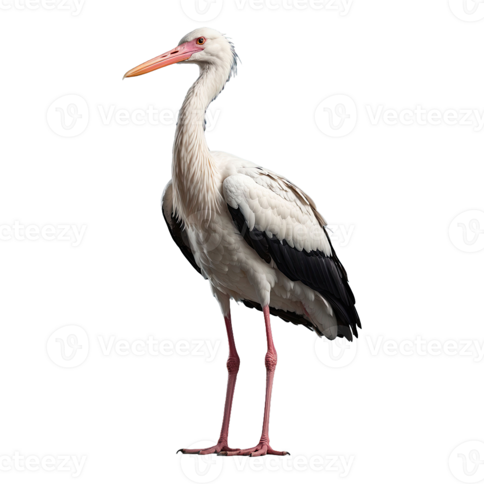 AI generated Stork bird isolated on transparent background png