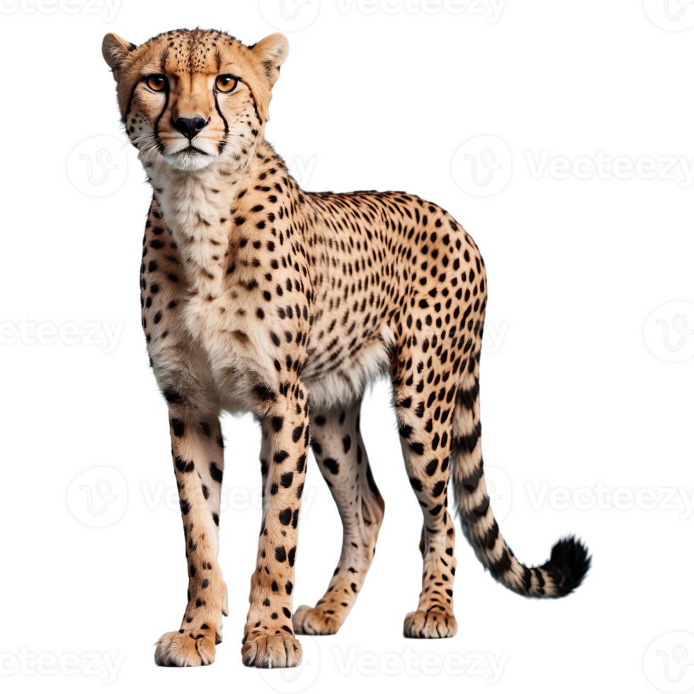 AI generated Cheetah isolated on transparent background png