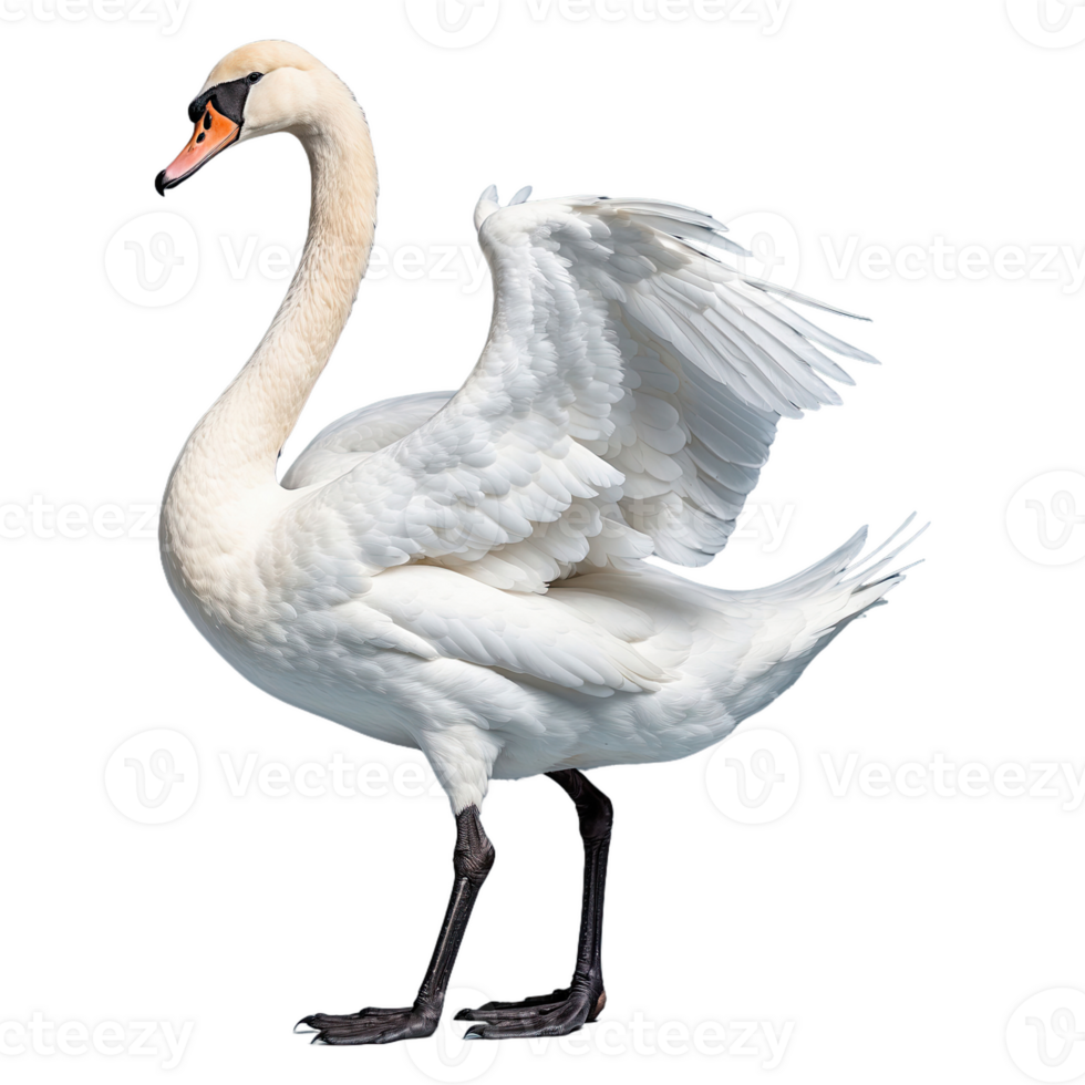 AI generated Swan isolated on transparent background png