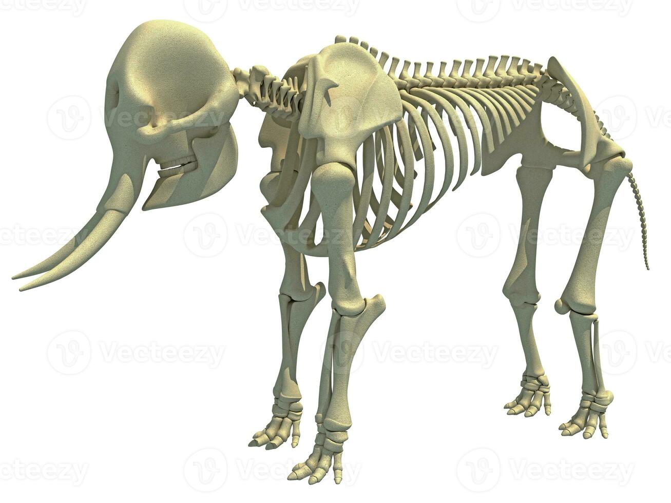 Elephant Skeleton animal anatomy 3D rendering photo