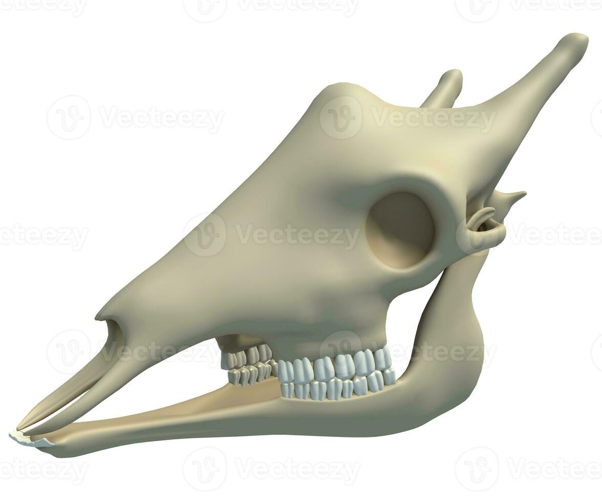 Giraffe Skull animal anatomy 3D rendering on white background photo
