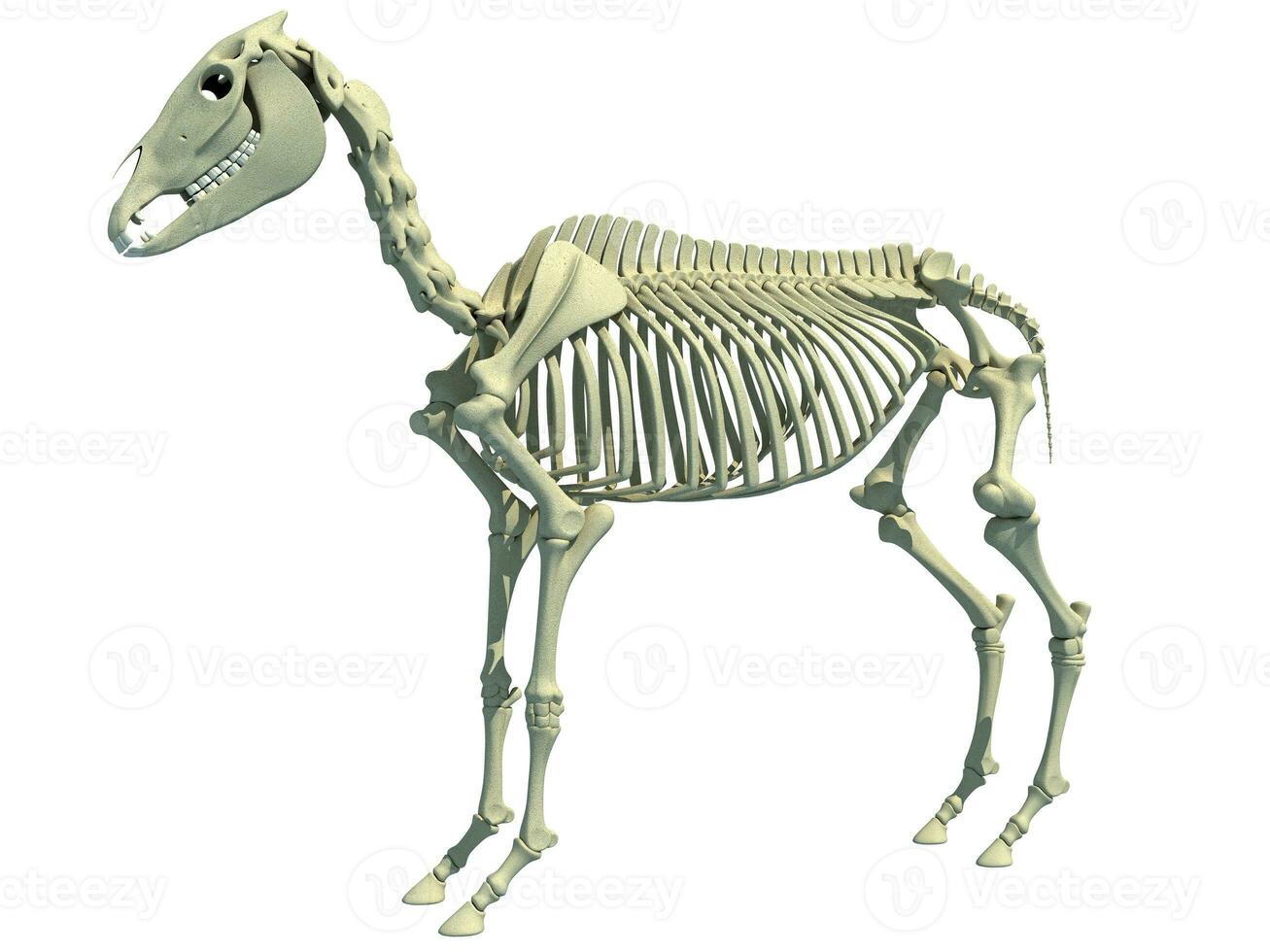 Horse Skeleton anatomy 3D rendering photo