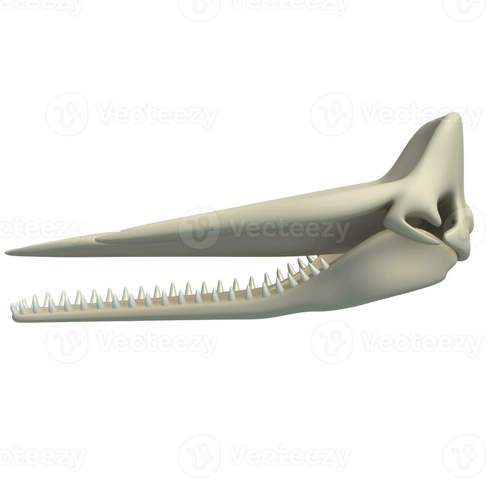 Sperm Whale Skull animal anatomy 3D rendering on white background photo