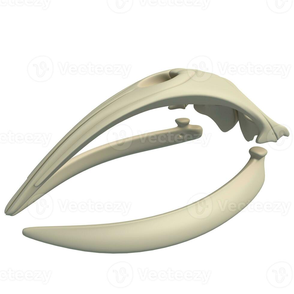 Right Whale Skull animal anatomy 3D rendering on white background photo