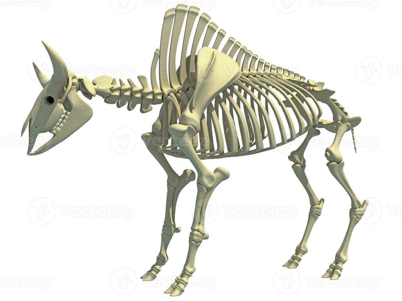Bison Skeleton animal anatomy 3D rendering photo