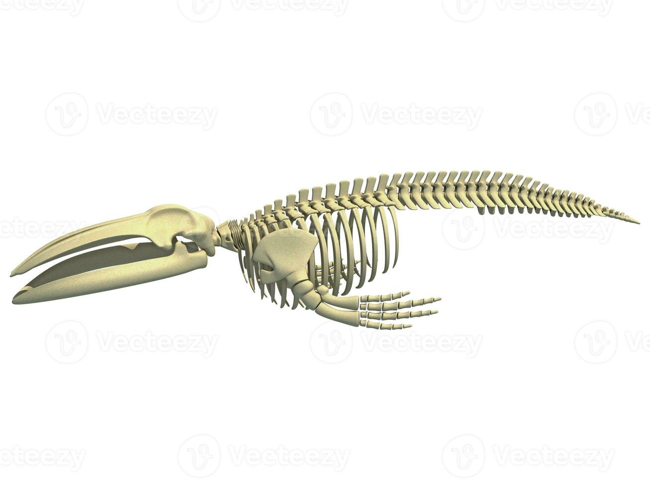 Blue Whale Skeleton animal anatomy 3D rendering photo