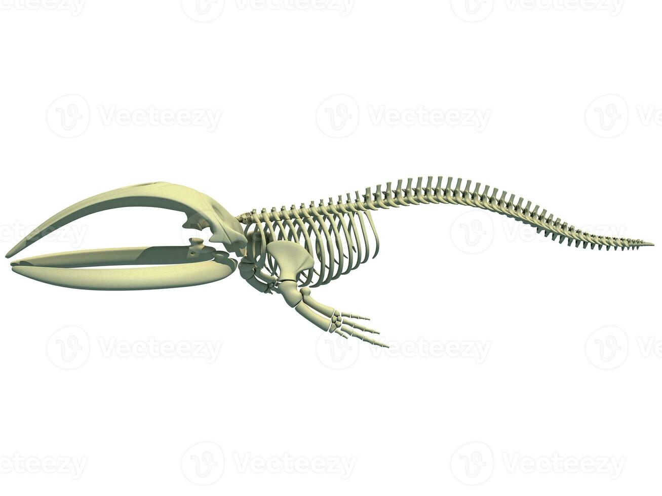 Right Whale Skeleton 3D rendering on white background photo