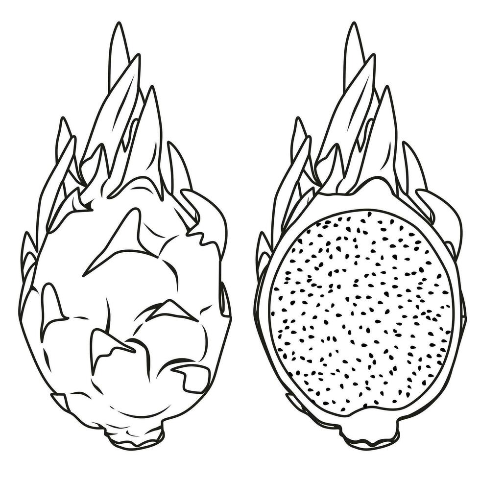 Dragon fruit outline vector illustration.