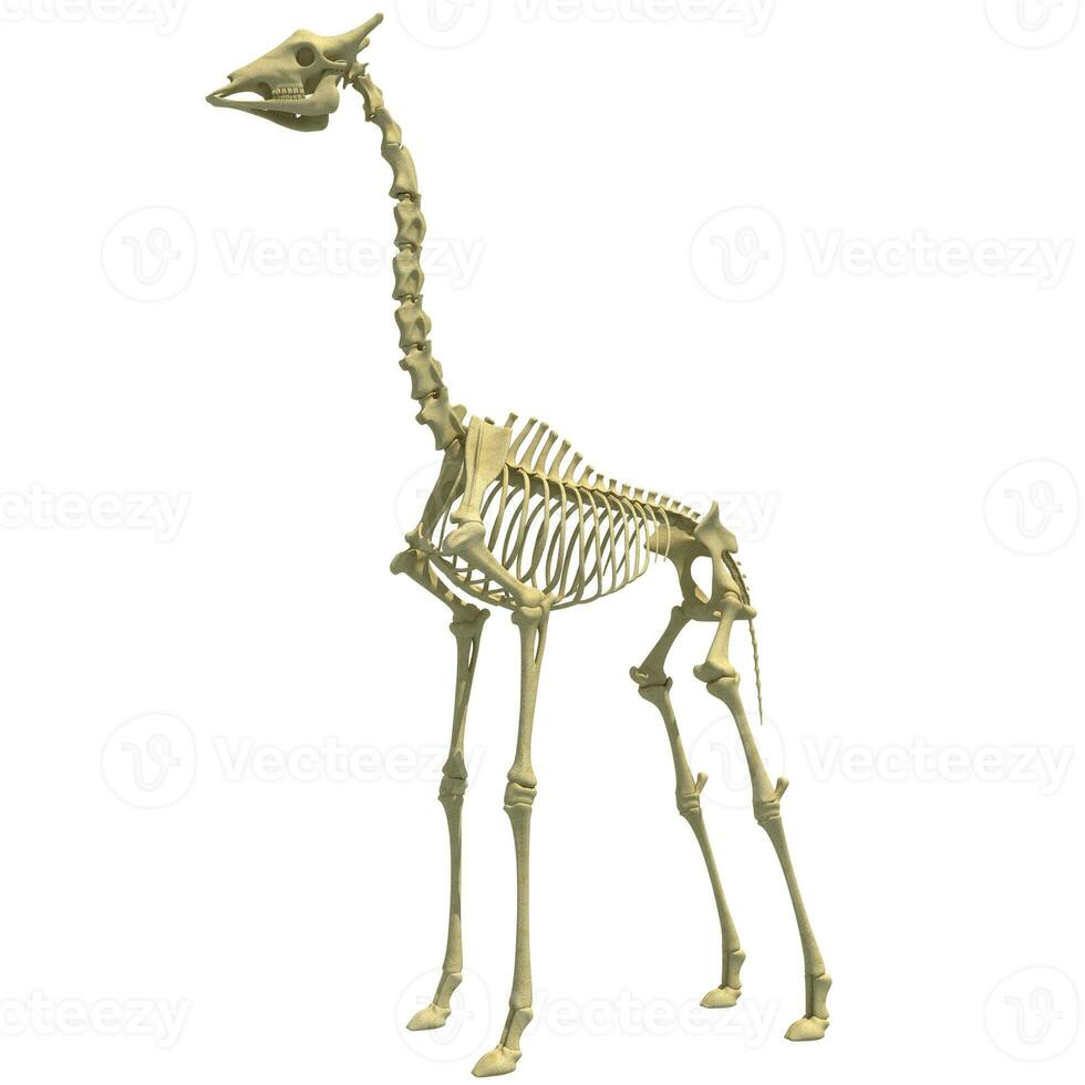 Giraffe Skeleton anatomical animal 3D rendering on white background photo